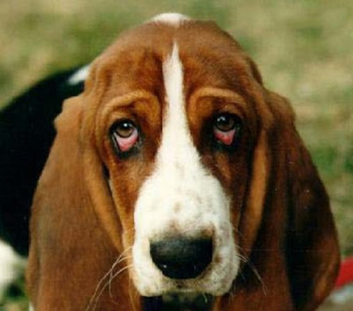Các bệnh về mắt ở chó – Cách chữa bệnh đau mắt ở chó