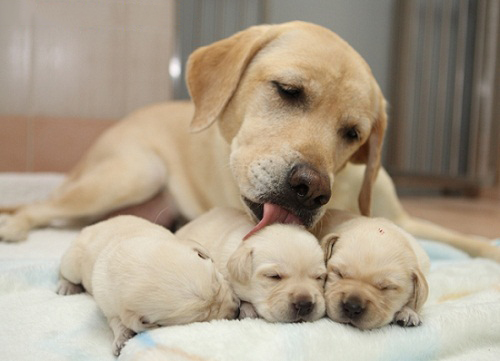 Cách chăm sóc chó con mới sinh đầy đủ nhất