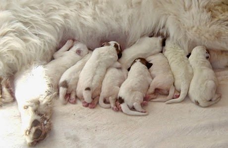 Cách chăm sóc chó con mới sinh đầy đủ nhất-4