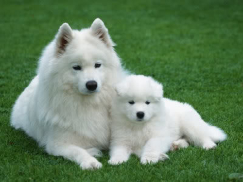 Hướng dẫn cách nuôi chó Samoyed từ nhỏ đến lớn-1