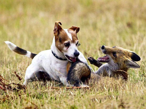 Cách nuôi và chăm sóc giống chó Jack russell Terrier-2