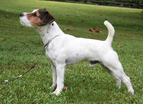Cách nuôi và chăm sóc giống chó Jack russell Terrier-3