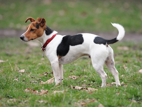 Cách nuôi và chăm sóc giống chó Jack russell Terrier-4