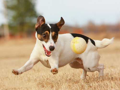 Cách nuôi và chăm sóc giống chó Jack russell Terrier-6