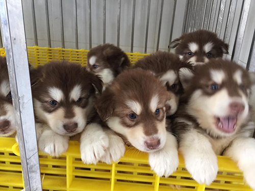 Giống chó Alaska thuần chủng mua ở đâu, giá bao nhiêu-1