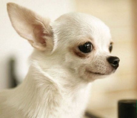 Các bệnh thường gặp của chó Chihuahua ?