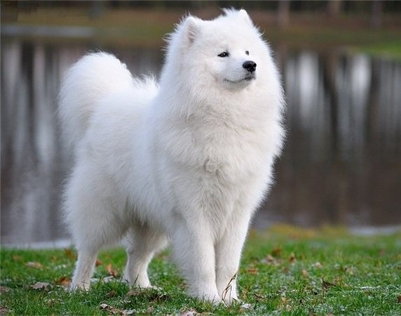 Chó Eskimo giống chó đắt giá nhất thế giới-2