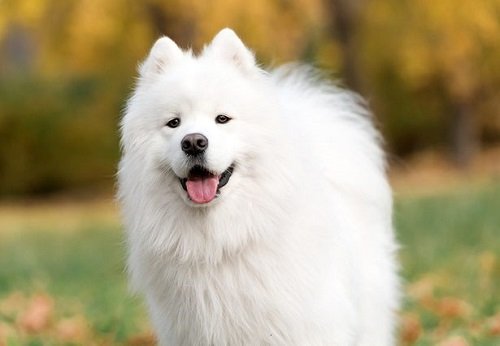 Chó Eskimo giống chó đắt giá nhất thế giới-4