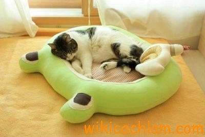 Cách làm giường nệm cho thú cưng của bạn
