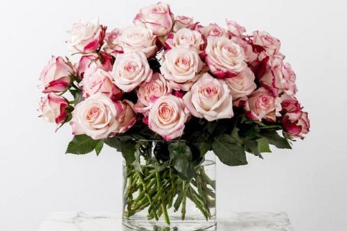 4 cách cắm hoa hồng đẹp tươi lâu nhất-14