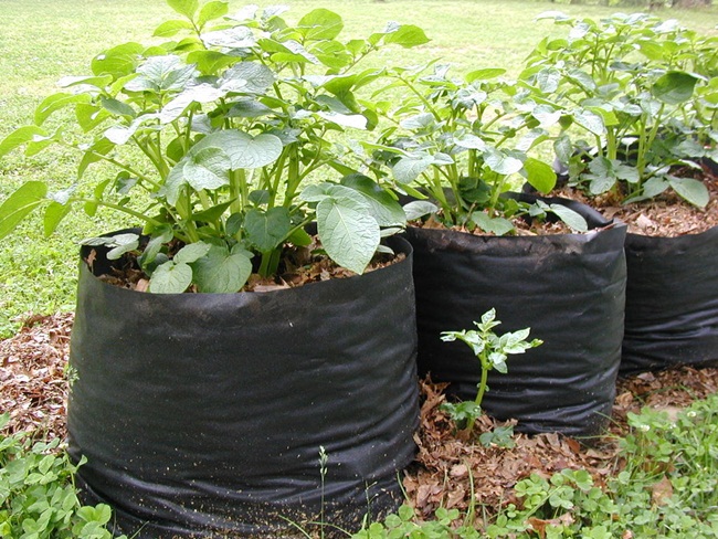Cách trồng khoai tây trong chậu tại nhà-4