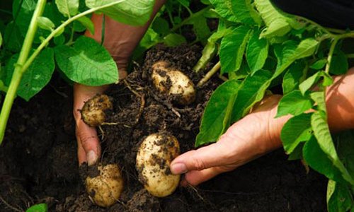Cách trồng khoai tây trong chậu tại nhà-5