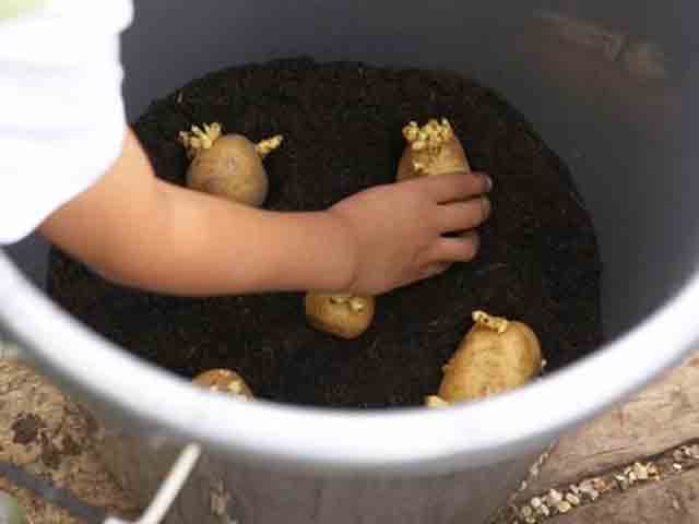 Cách trồng khoai tây trong chậu tại nhà-3