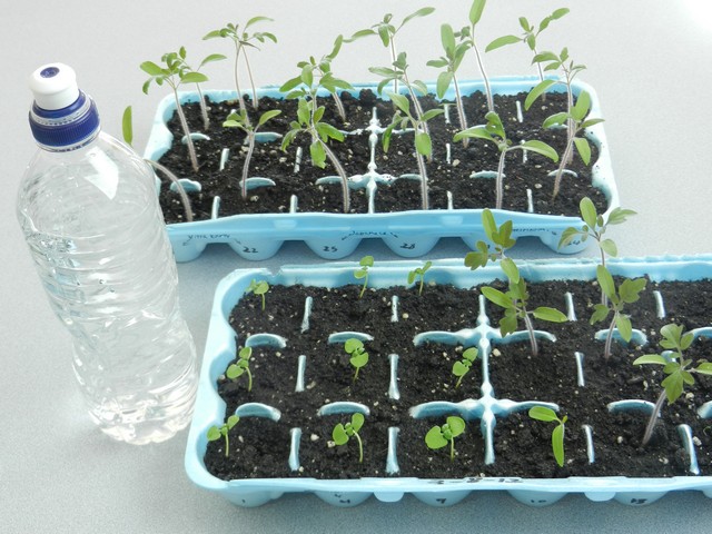 Kỹ thuật trồng cà chua đen trong chậu-2