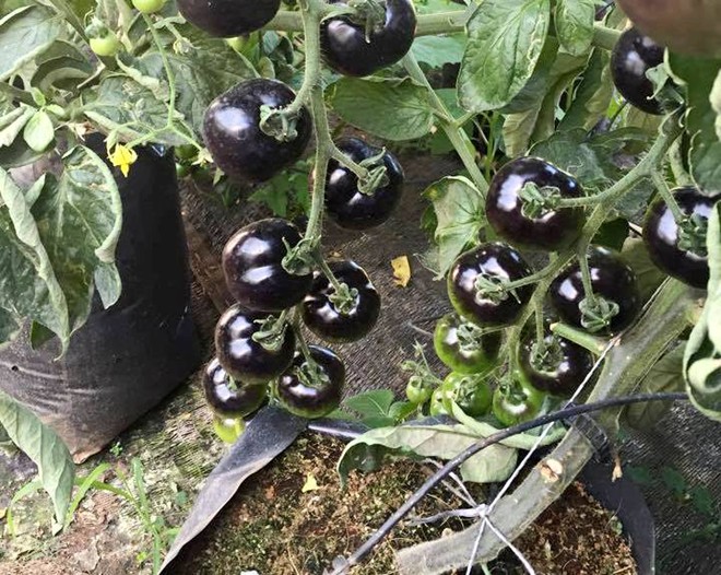 Kỹ thuật trồng cà chua đen trong chậu-4