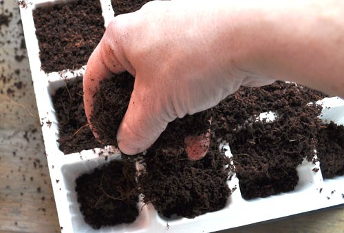 Kỹ thuật trồng cà chua đen trong chậu