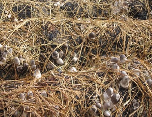 Quy trình và cách trồng nấm rơm hiệu quả-1