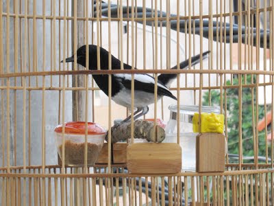 Bí kíp cơ hội nuôi chim chích chòe than vãn hót hay-2
