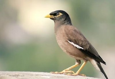 Chim sáo nâu - Loài chim quý hiếm đang dần bị tuyệt chủng
