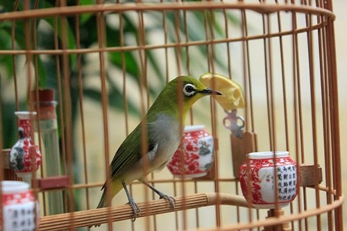 Chim cảnh 3 miền - Bài viết số 5 sẽ hướng dẫn chúng ta về cách nuôi chim  vành khuyên bổi: - Xuất xứ: chim khoen có tên khoa học là "Zosteropidae",