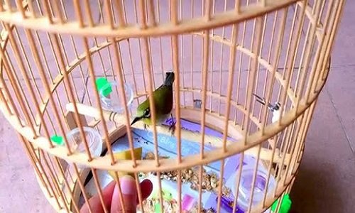 Kinh nghiệm cách nuôi chim vành khuyên nhanh líu tốt-5