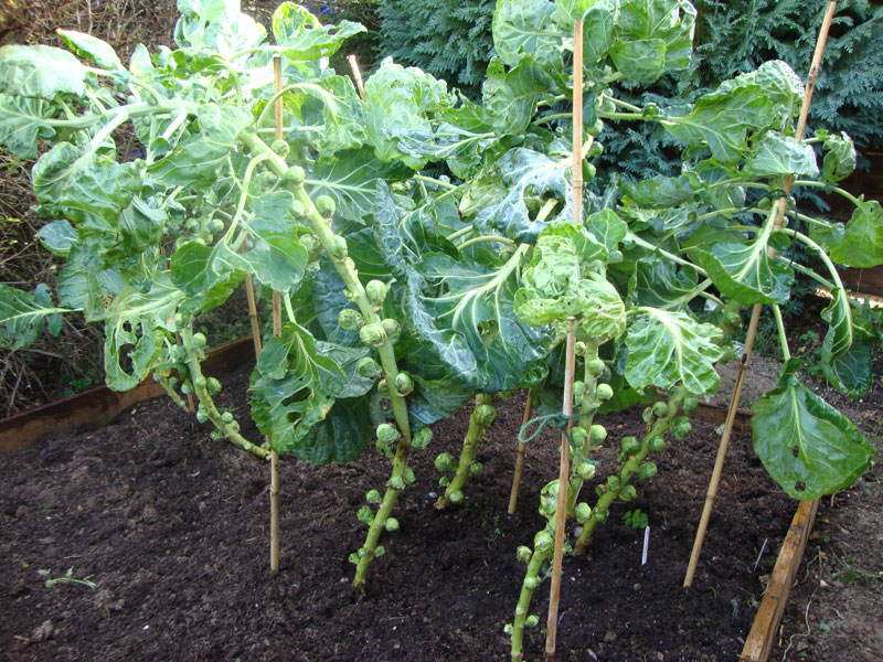 Cách trồng bắp cải tí hon tại nhà quá dễ dàng-2