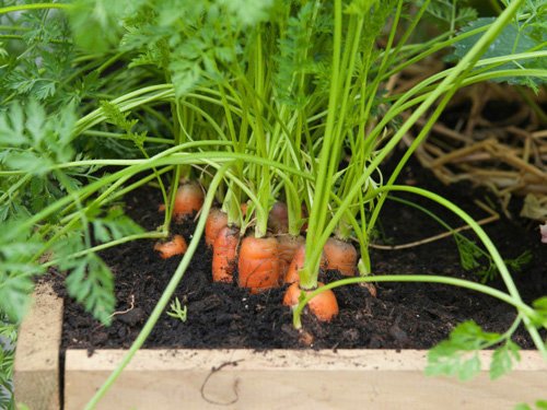 Cách trồng cà rốt trong chậu tại nhà-4