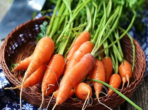 Cách trồng cà rốt trong chậu tại nhà