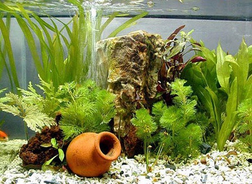 Cách trồng cây thủy sinh để bàn, trong hồ cá-4