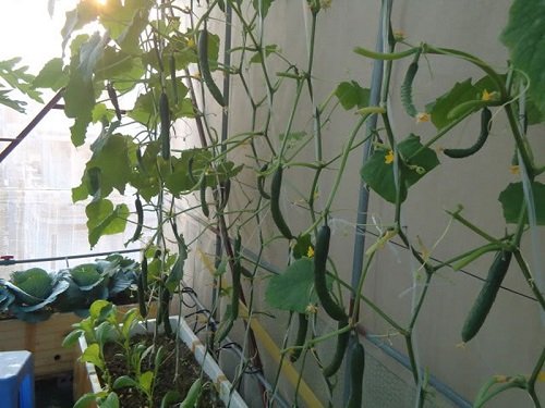 Cách trồng dưa chuột sai quả ngay tại nhà-6