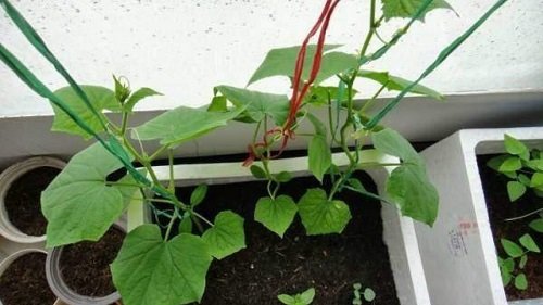 Cách trồng dưa chuột sai quả ngay tại nhà-5