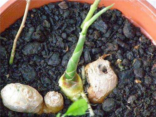 Cách trồng gừng trong chậu cực dễ, cho củ to tại nhà-6