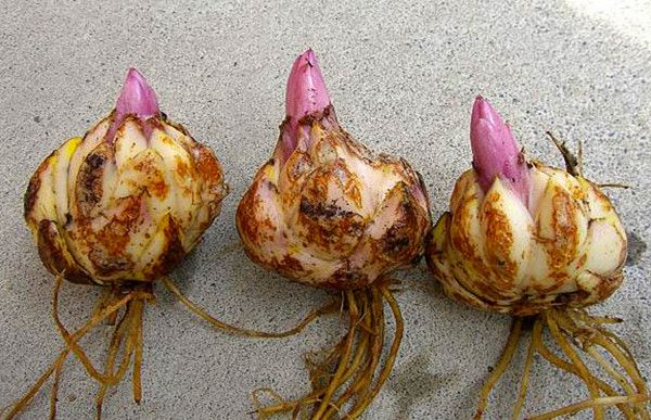 Cách trồng hoa ly lùn trong chậu đón Tết-2