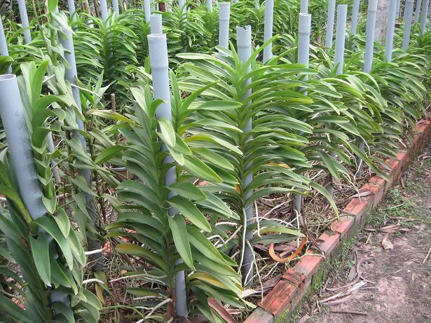 Cách trồng lan Mokara trong chậu tại nhà-2