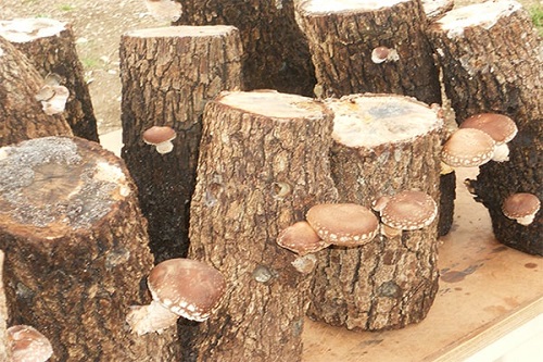 Cách trồng nấm hương trên mùn cưa và cây gỗ tại nhà-7