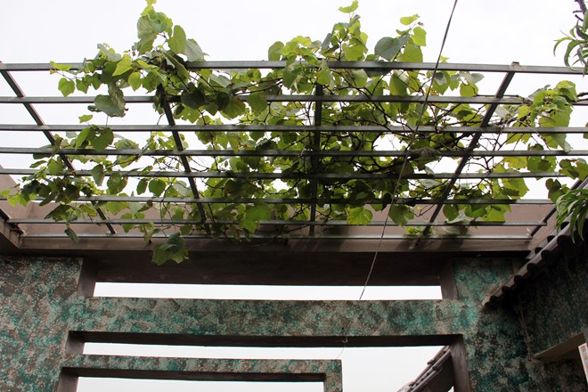 Cách trồng nho trên sân thượng tại nhà chín mọng-4