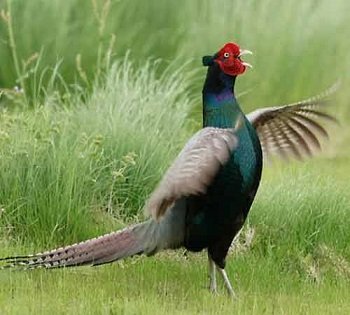 Chi tiết hơn 70 về mô hình nuôi chim trĩ xanh mới nhất - Tin học Đông Hòa