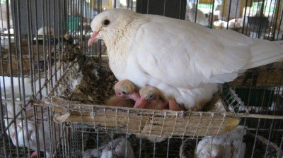 Cách nuôi chim bồ câu Pháp tại nhà cho thu nhập cao-2