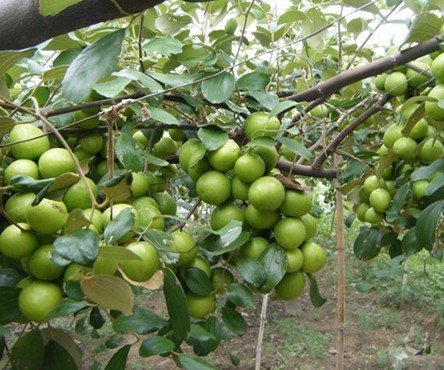 Kỹ thuật trồng táo Đài Loan-2