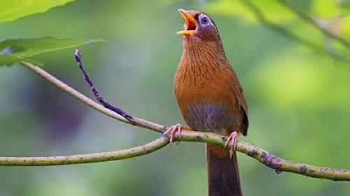 HP- Cám chim THÚY TUẤN các loại- Thức ăn chim cảnh- cám dành cho chim cảnh -