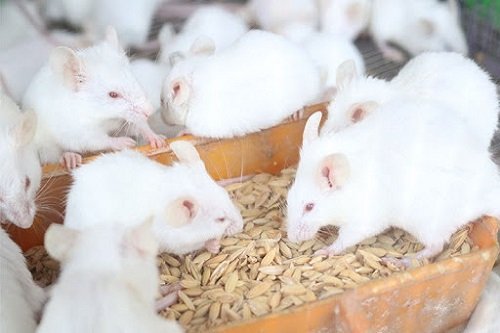 Cách nuôi chuột bạch khỏe mạnh cho người chưa có kinh nghiệm - Tin Đẹp
