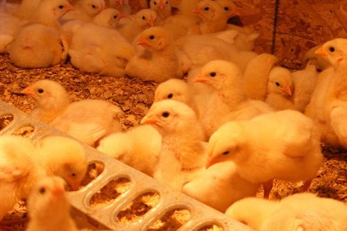 Cách nuôi gà con mới nở khỏe mạnh, nhanh lớn tại nhà-6