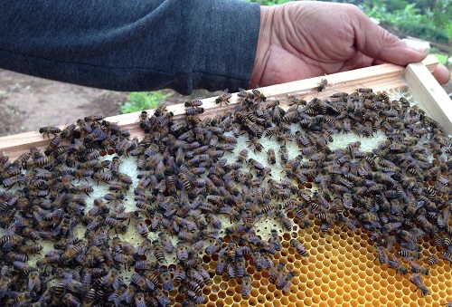 Hướng dẫn cách nuôi ong mật tại nhà hiệu quả cao-7