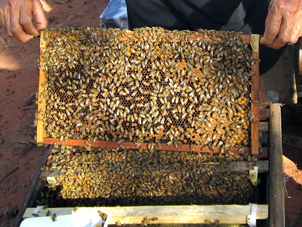 Hướng dẫn cách nuôi ong mật tại nhà hiệu quả cao-5