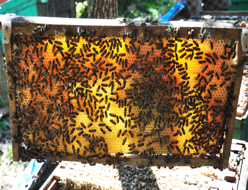 Hướng dẫn cách nuôi ong mật tại nhà hiệu quả cao-6