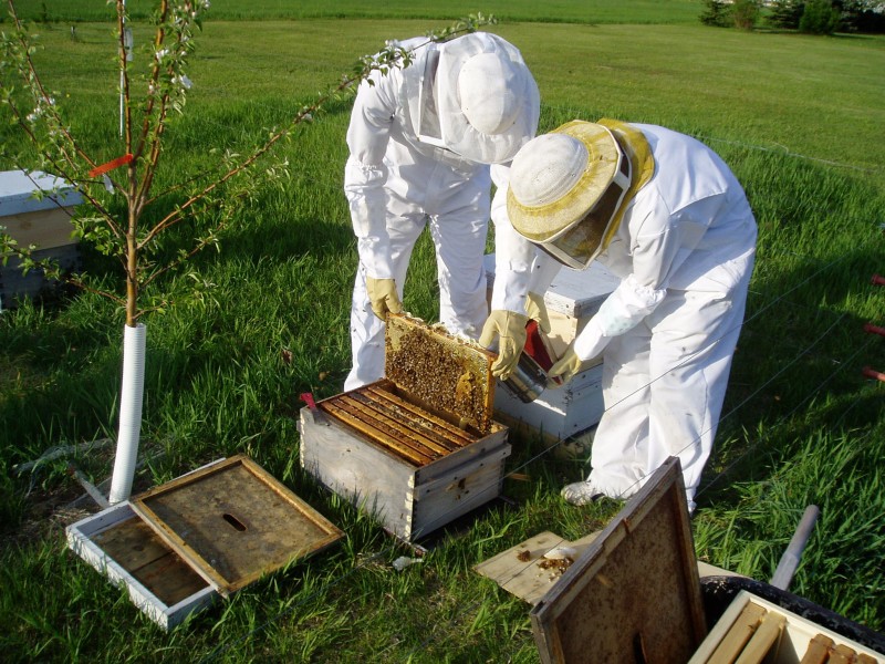 Hướng dẫn cách nuôi ong mật tại nhà hiệu quả cao-2
