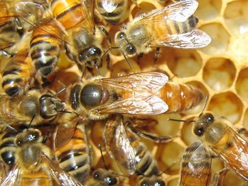 Hướng dẫn cách nuôi ong mật tại nhà hiệu quả cao-1