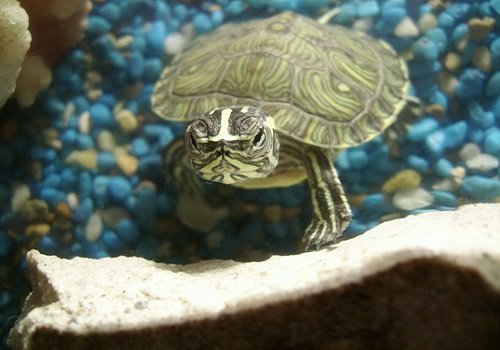 Hướng dẫn cách nuôi rùa cạn cho người mới-2