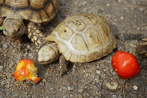 Hướng dẫn cách nuôi rùa cạn cho người mới-4