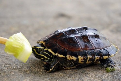 Hướng dẫn cách nuôi rùa cạn cho người mới